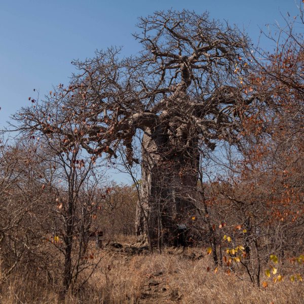 Baobab tree / Kremetart