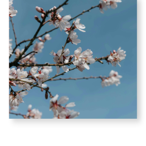 Almond blossom  